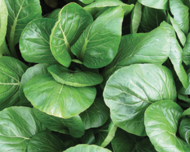 Komatsuna (Japanese Mustard Spinach) Seeds